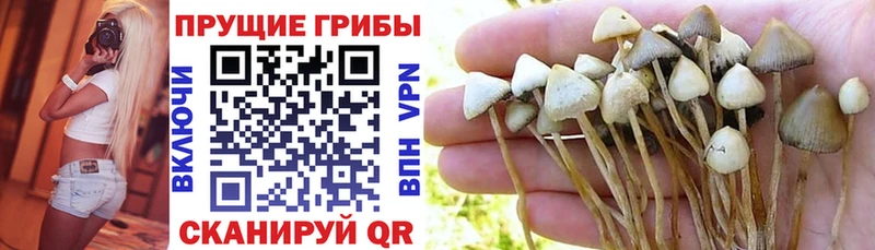 купить наркотик  Тобольск  Псилоцибиновые грибы мухоморы 
